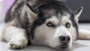 are siberian huskies nocturnal