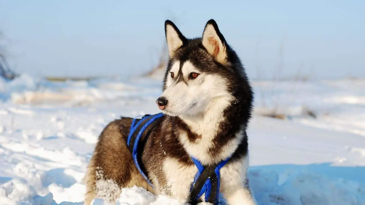 Are Siberian Huskies Endangered