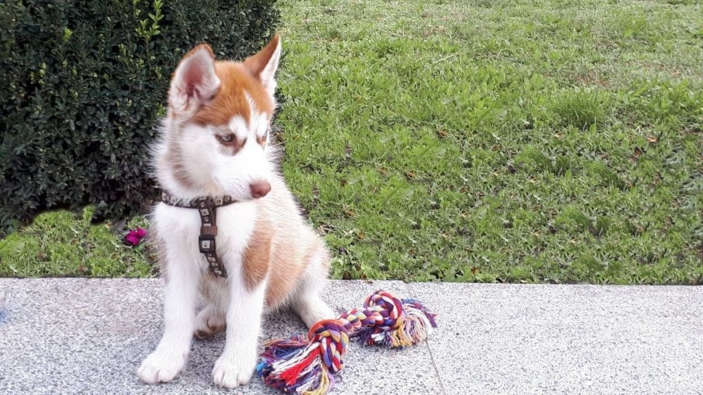 10 Best Toys For Husky Puppies (Buying Guide - updated 2021)