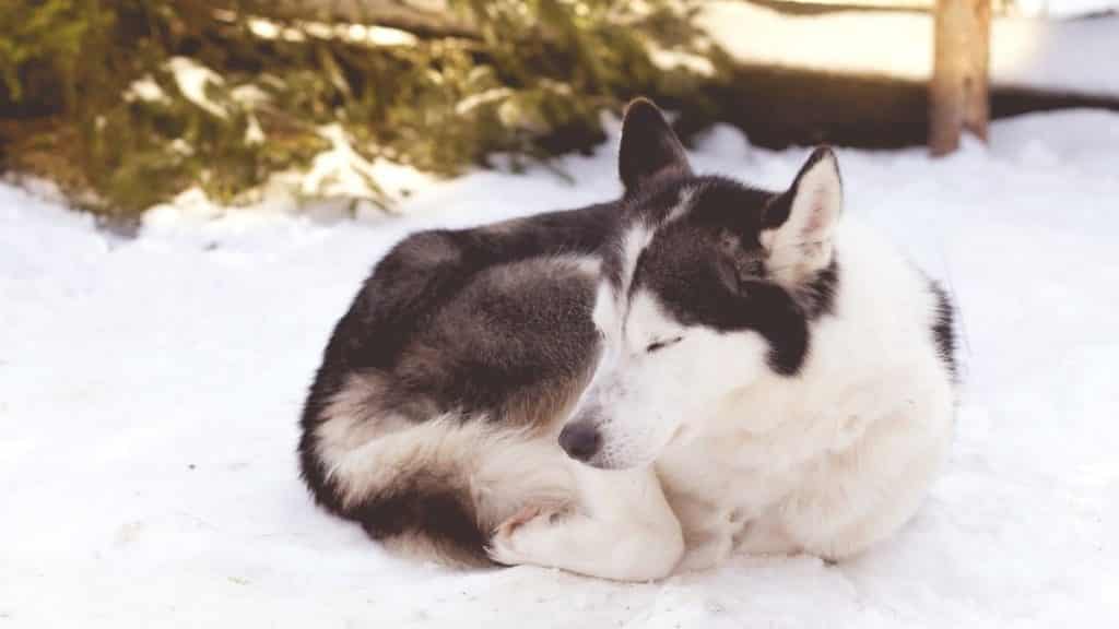 huskies-sleeping-outside-in-winter-7-things-to-consider