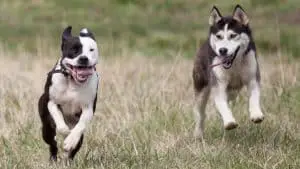 Do Siberian Huskies And Pitbulls Get Along? Friends Or Foes?