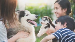 Do Siberian Huskies Need A Companion