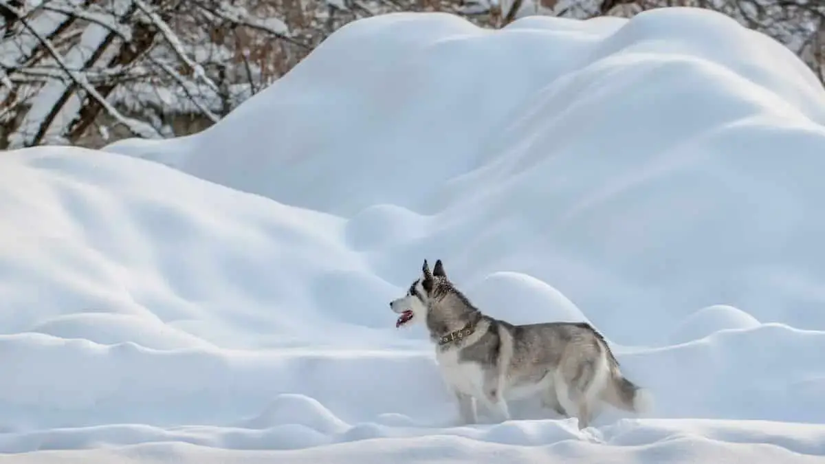 how did huskies evolve