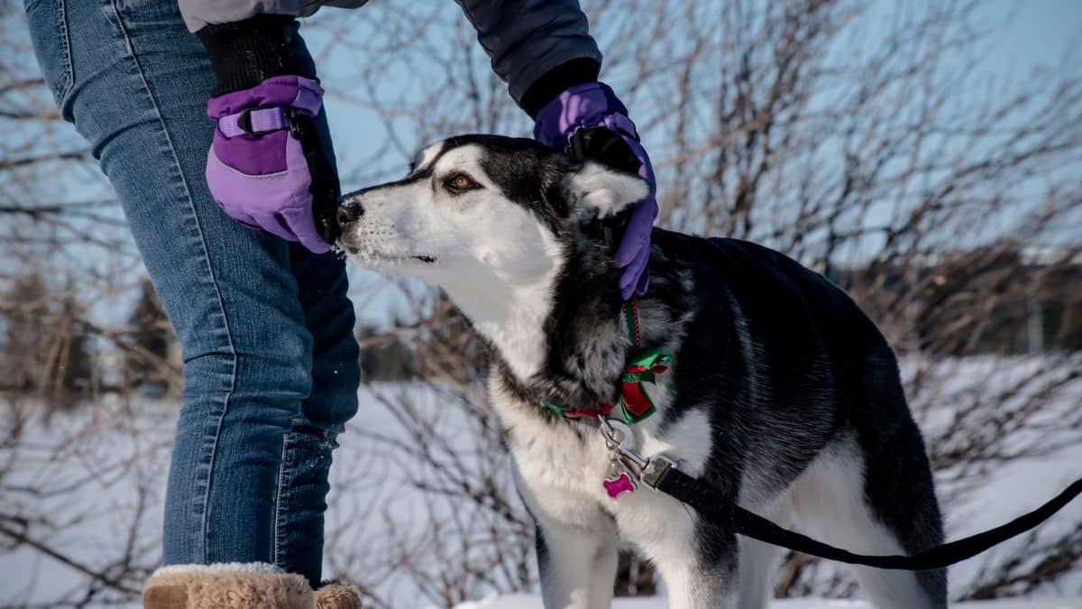5 Best Training Collars For Huskies In 2021 (Buying Guide)