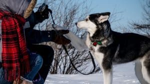 best training collar for siberian husky