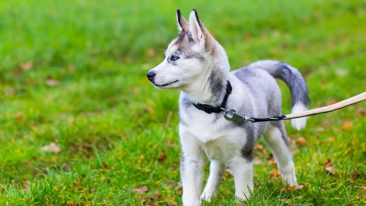 what is the best lead for a husky