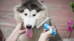 Best Brush For A Husky
