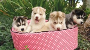 Best Dog Bed For A Husky