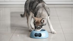 Best Dog Food For Huskies