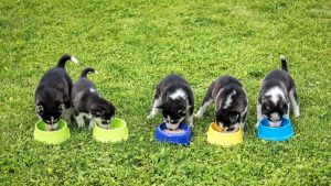 Best Dog Food For Husky Puppy