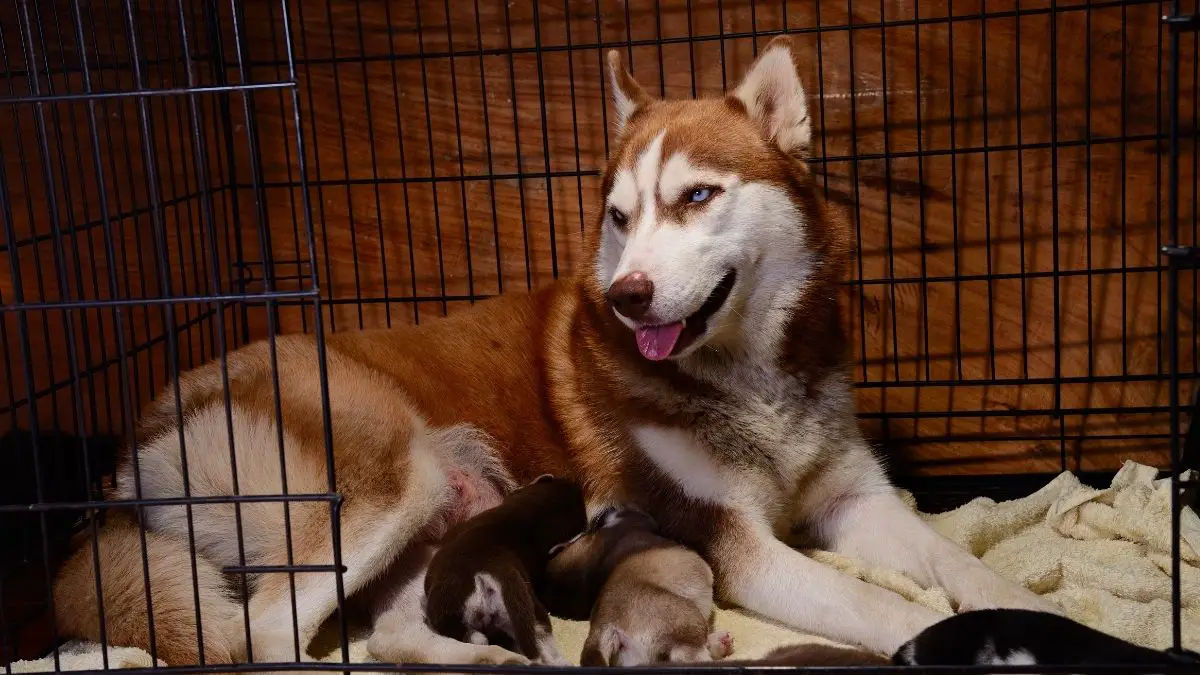 Best Dog Crate For A Husky