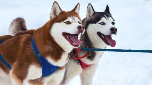 Best Harness For A Husky