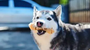 10 Best Toys For Huskies (Buying Guide & Reviews)