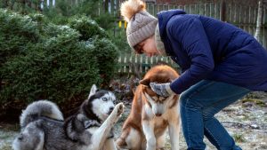 Best Treats For Huskies