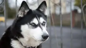 Can Huskies Be Guard Dogs? Beginner’s Guide