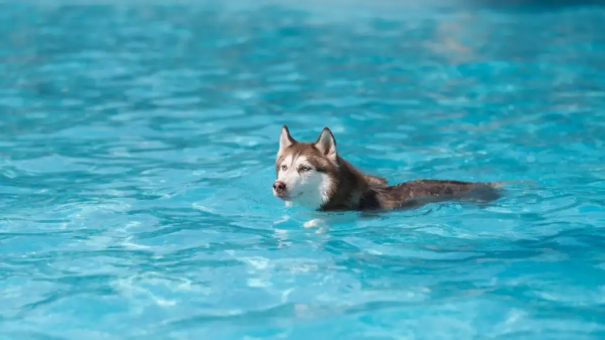 are siberian huskies good swimmers