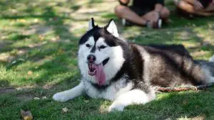 Huskies & Overweight: 5 Things You Should Know