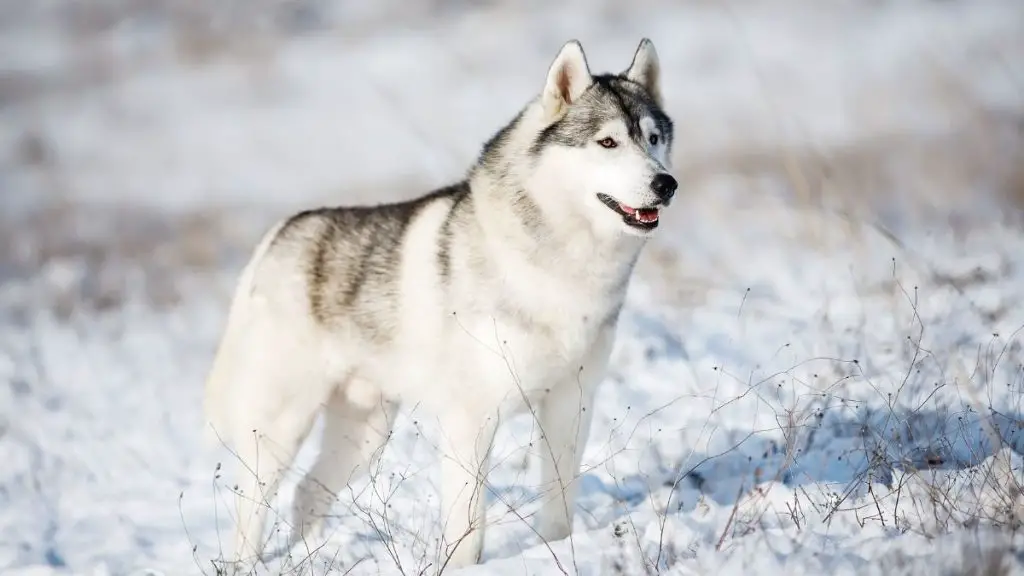 How Cold Can Huskies Tolerate? What Is Too Cold For Them? - Siberian ...