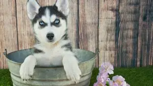 How Long Can A Husky Puppy Hold A Pee? You Will Be Surprised