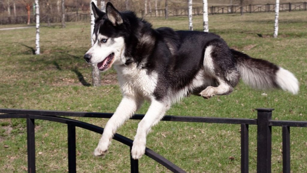 Why Are Huskies Escape Artists What Can I Do About It? Siberian