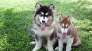 Husky Names