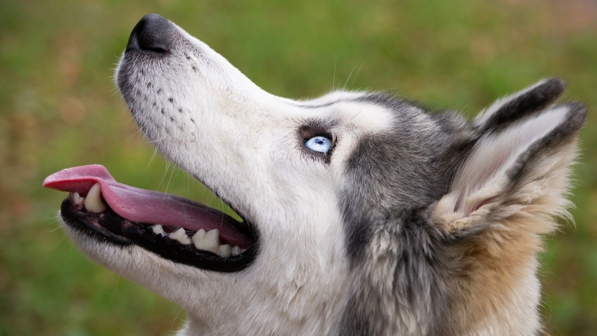 Husky Whiskers