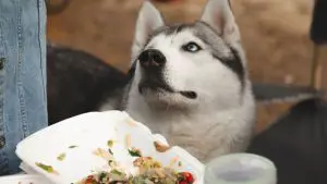 My Husky Won’t Eat: Things You Should Know