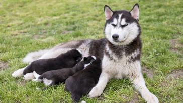 how do you know when a husky is pregnant