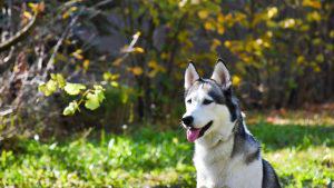 how old can a siberian husky get pregnant