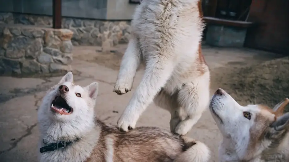 why are huskies so aggressive