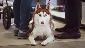 7 Reasons Your Husky Lies On Your Feet (Explained)