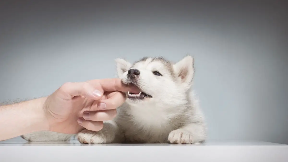 why-does-my-puppy-bite-only-me-things-you-should-know-siberian-husky